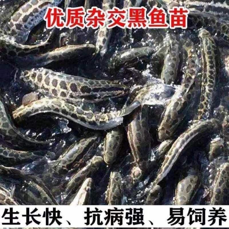 黑鱼苗，杂交黑鱼苗，斑鱼，乌鱼苗乌鳢鱼，包邮到家