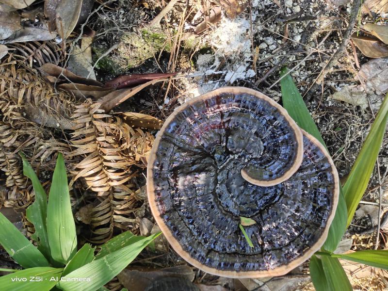 灵芝广西融水拉鼓之乡苗寨深山野生黑灵芝生货
