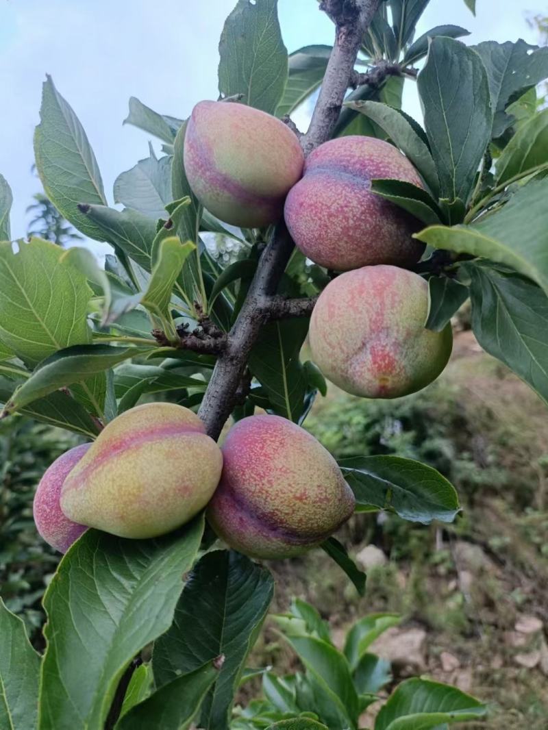 吉盛黑霸需要抓紧联系