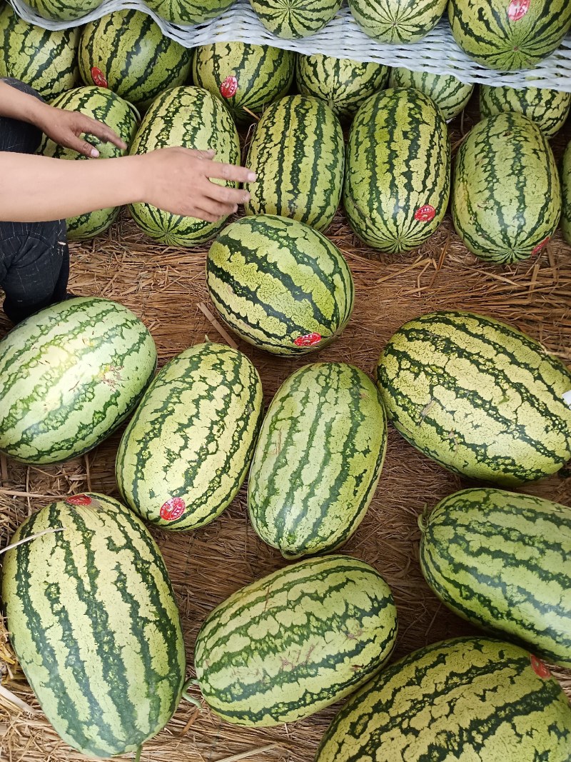 石头瓜