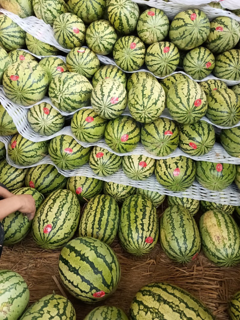 石头瓜