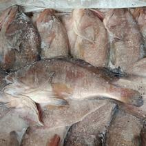东海石斑鱼，开背去内脏