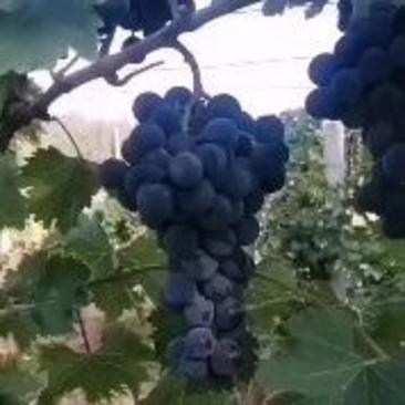 新疆夏黒葡萄大量上市，欢迎大家咨询定购！