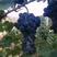 新疆夏黒葡萄大量上市，欢迎大家咨询定购！