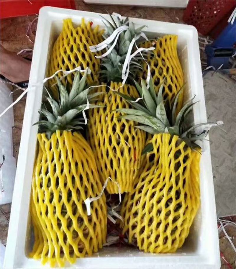 海南金钻凤梨果大多汁清甜脆口无需要挑果眼浸泡动作