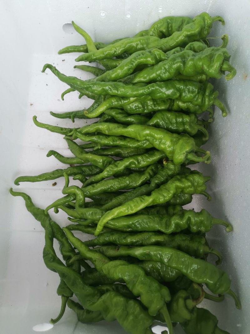 《实力》螺丝椒精品鲜辣椒河南辣椒质量保证一手货源