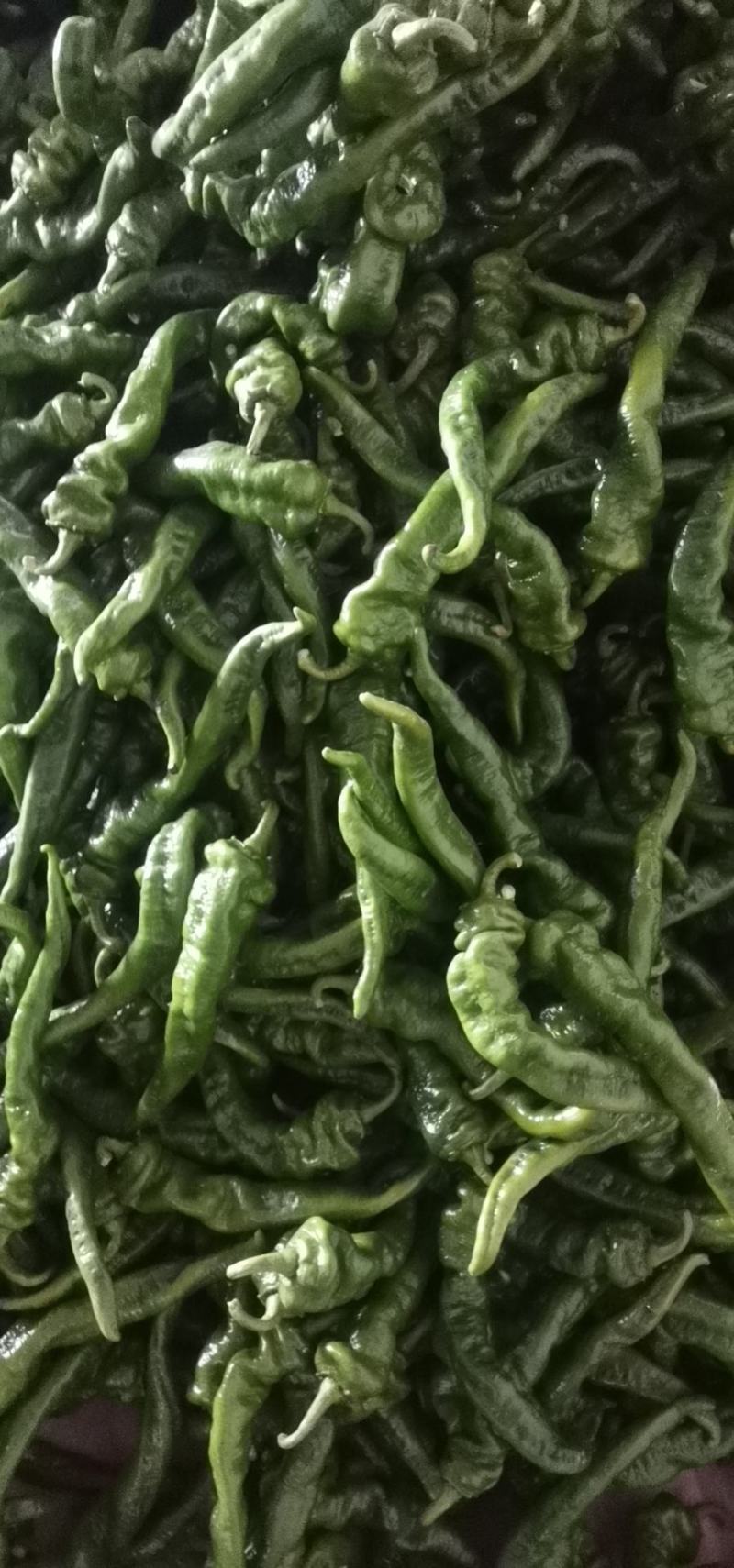《实力》螺丝椒精品鲜辣椒河南辣椒质量保证一手货源