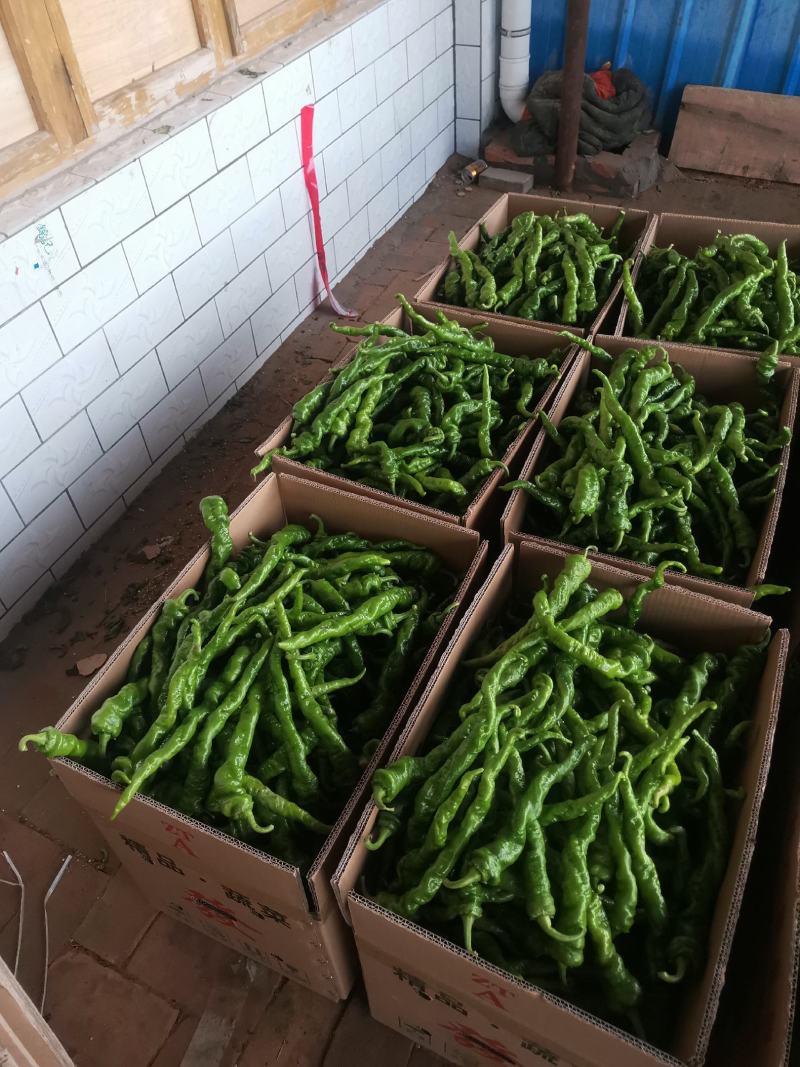 《实力》螺丝椒精品鲜辣椒河南辣椒质量保证一手货源