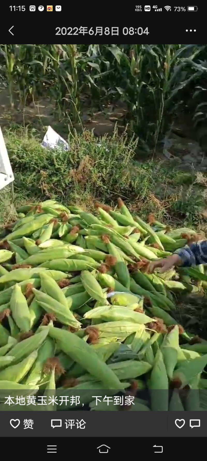 鲜玉米