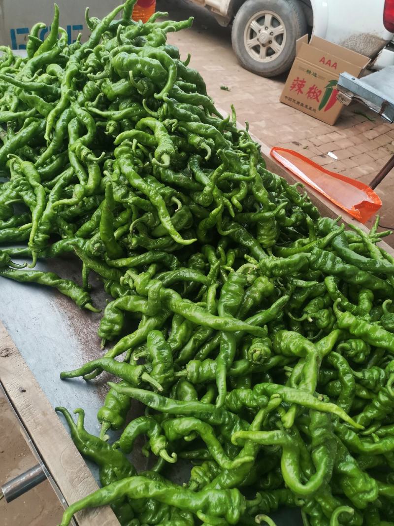 《实力》螺丝椒精品鲜辣椒河南辣椒质量保证一手货源
