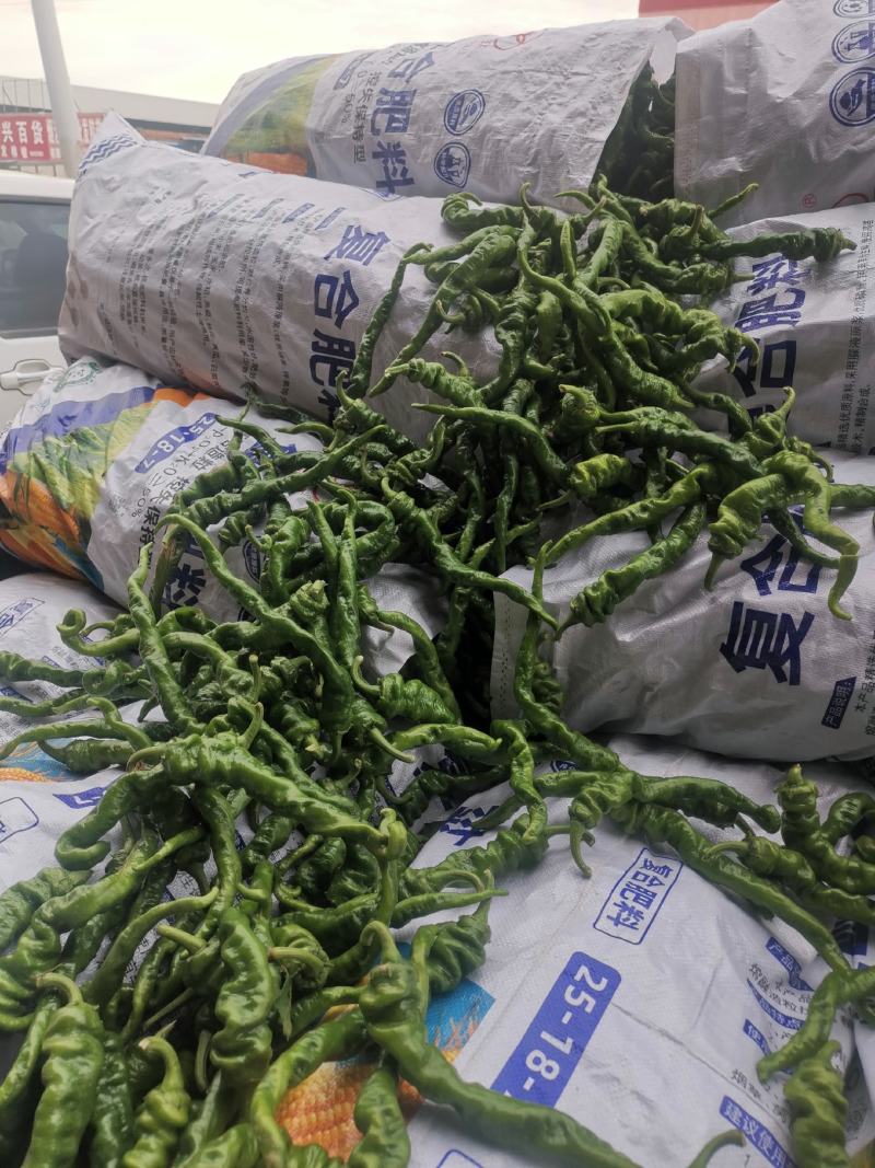 《实力》螺丝椒精品鲜辣椒河南辣椒质量保证一手货源