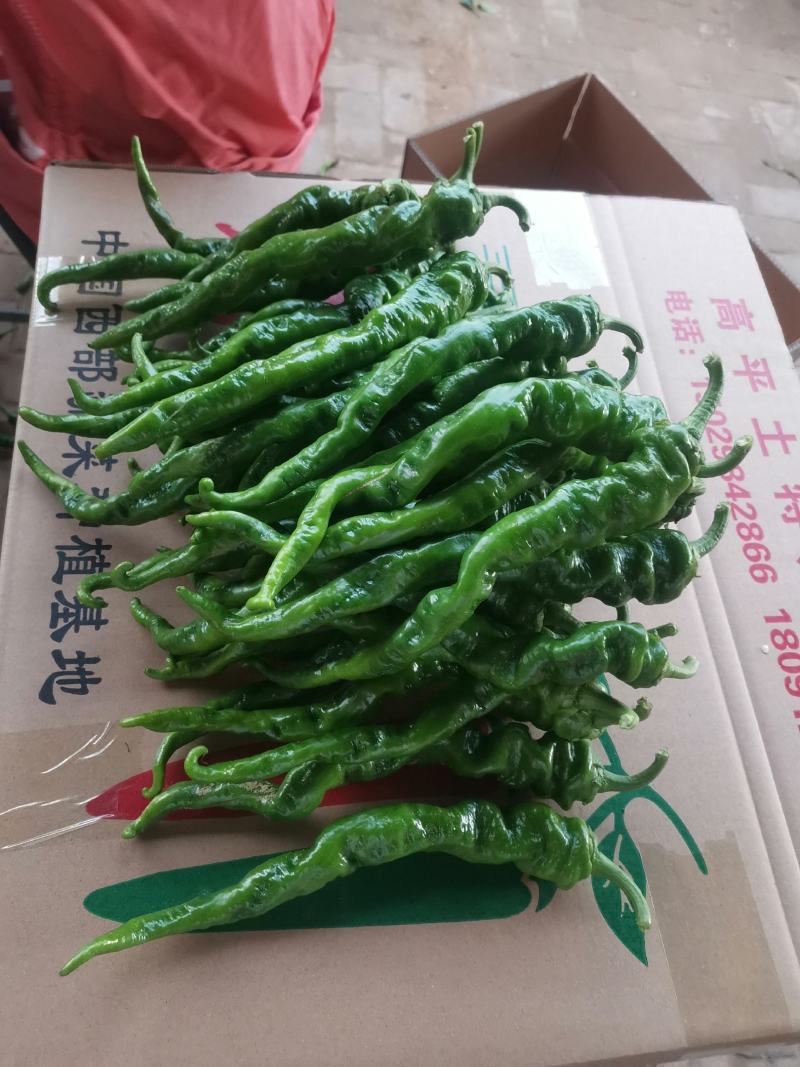 《实力》螺丝椒精品鲜辣椒河南辣椒质量保证一手货源
