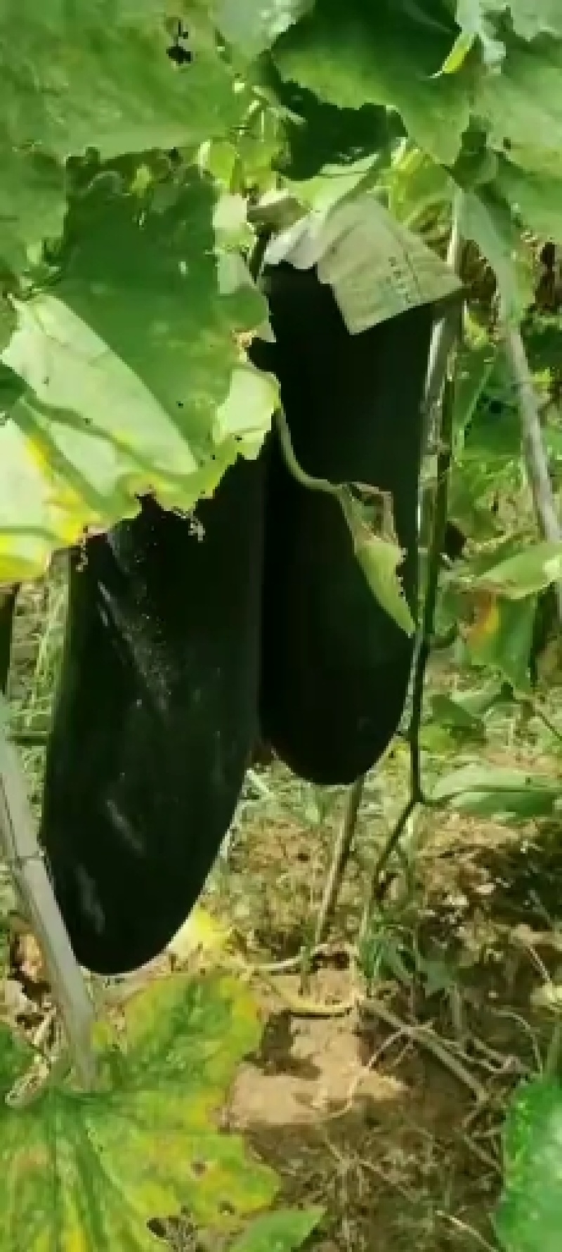 河南优质黑皮吊冬瓜开始上市，各种规格，质优价廉，欢迎来电