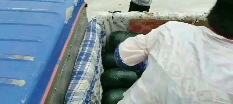 河南优质黑皮吊冬瓜开始上市，各种规格，质优价廉，欢迎来电
