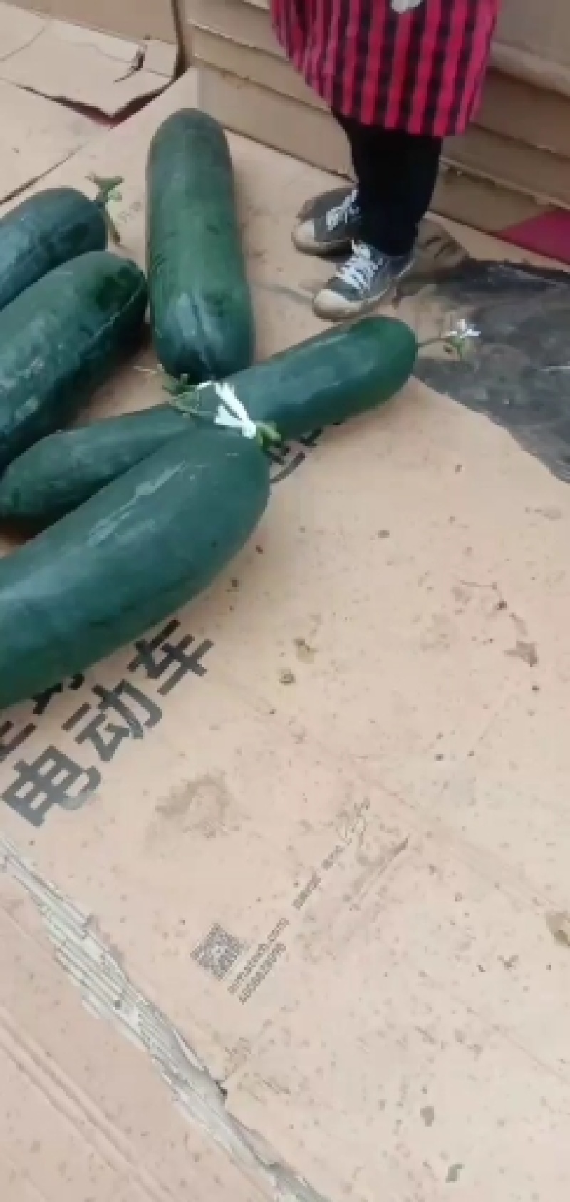河南优质黑皮吊冬瓜开始上市，各种规格，质优价廉，欢迎来电