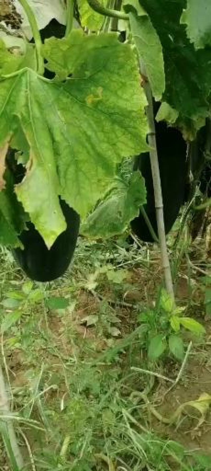 河南优质黑皮吊冬瓜开始上市，各种规格，质优价廉，欢迎来电