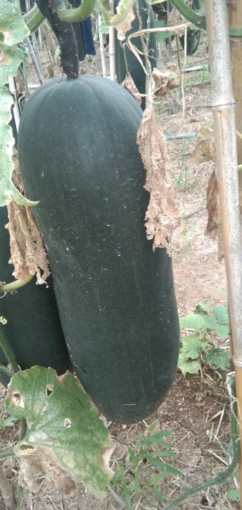 河南优质黑皮吊冬瓜开始上市，各种规格，质优价廉，欢迎来电