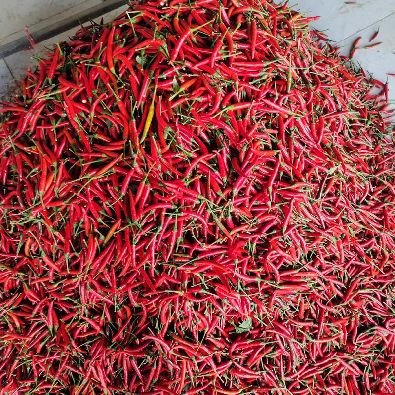 河南商丘艳红辣椒正在上市中，精品小米辣。
