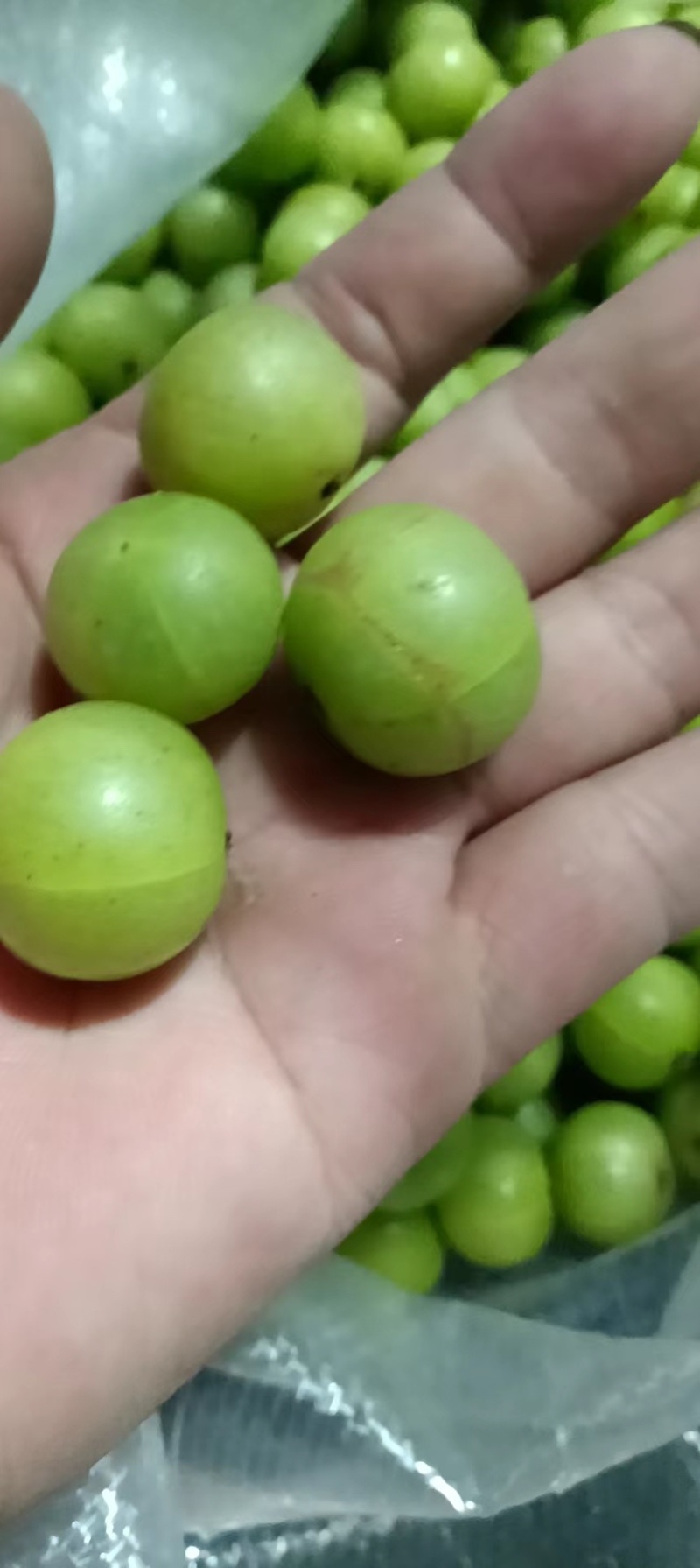 【现货直发】广东牛柑果，药食亮用清甜回甘，现摘现发全国供应