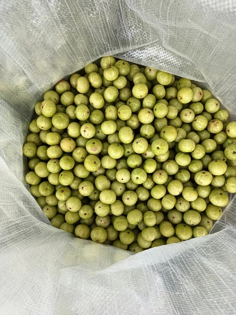 【保证新鲜】精品牛柑果，食用药用清甜回甘，基地直发