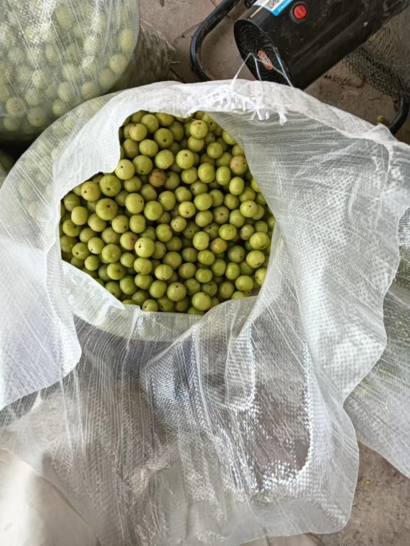 【保证新鲜】精品牛柑果，食用药用清甜回甘，基地直发