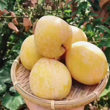 黄金奈李