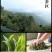 云南勐海古树普洱茶宫廷熟茶散茶金芽1000g盒装陈香十
