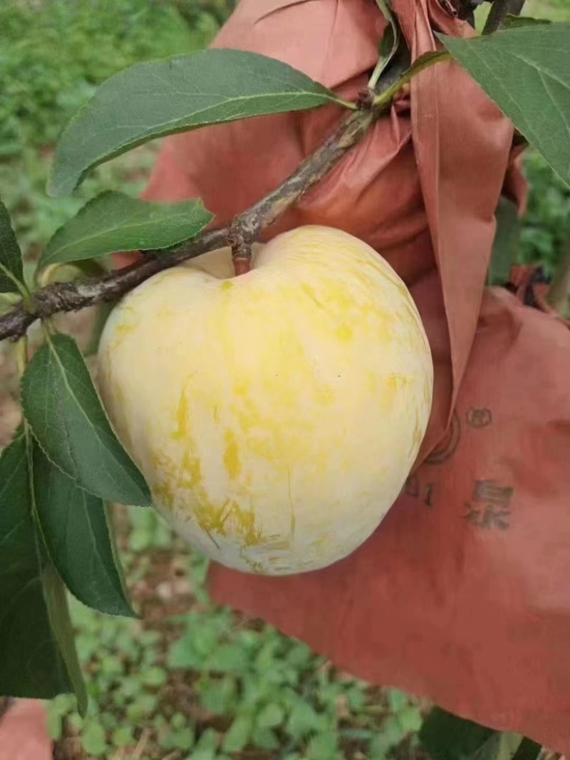 黄金奈李