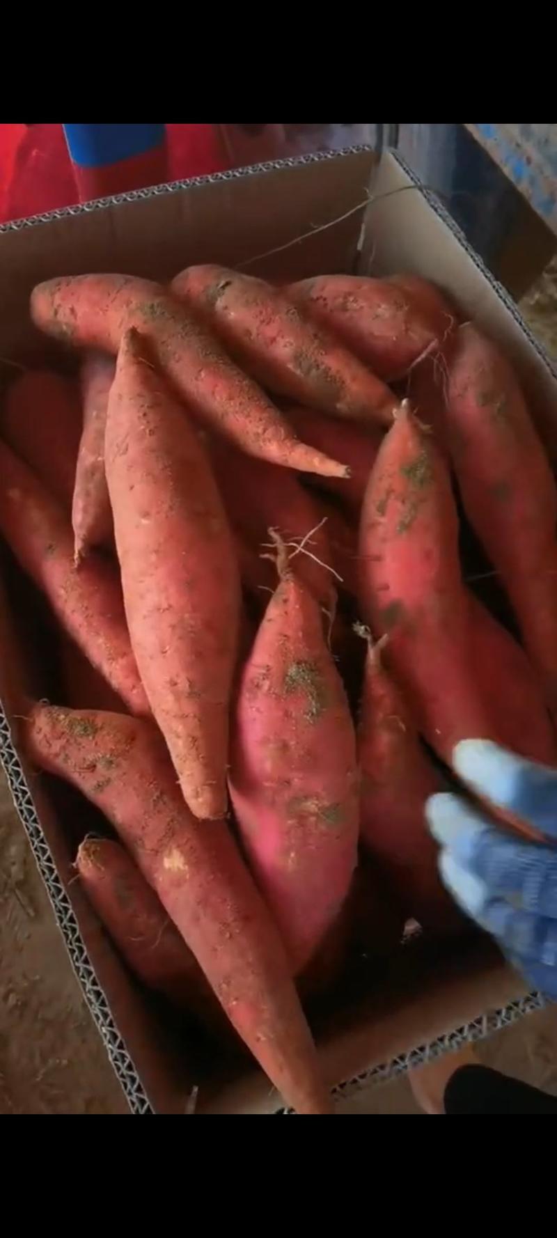 河南精品西瓜红红薯大量上市中基地直供诚信经营量大从优
