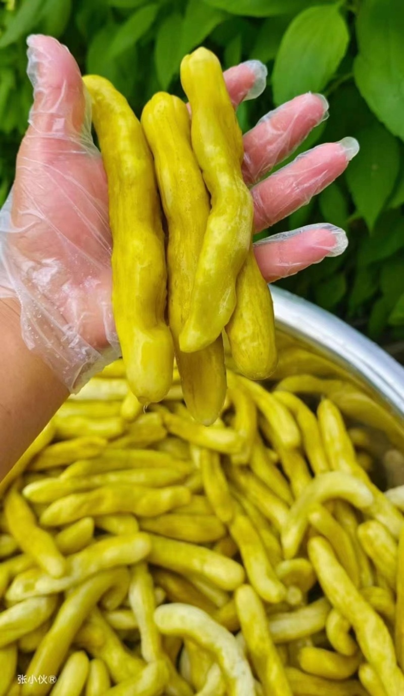 高山农家腌黄瓜批发