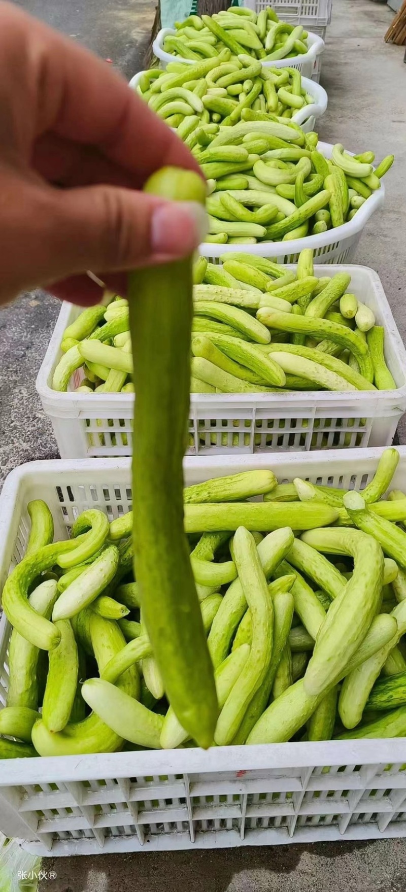 高山农家腌黄瓜批发