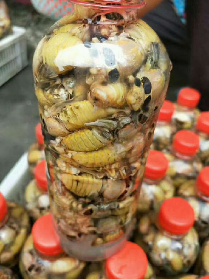 活体速冻瓶装，白蝉，白知了，脱壳金蝉保质保量