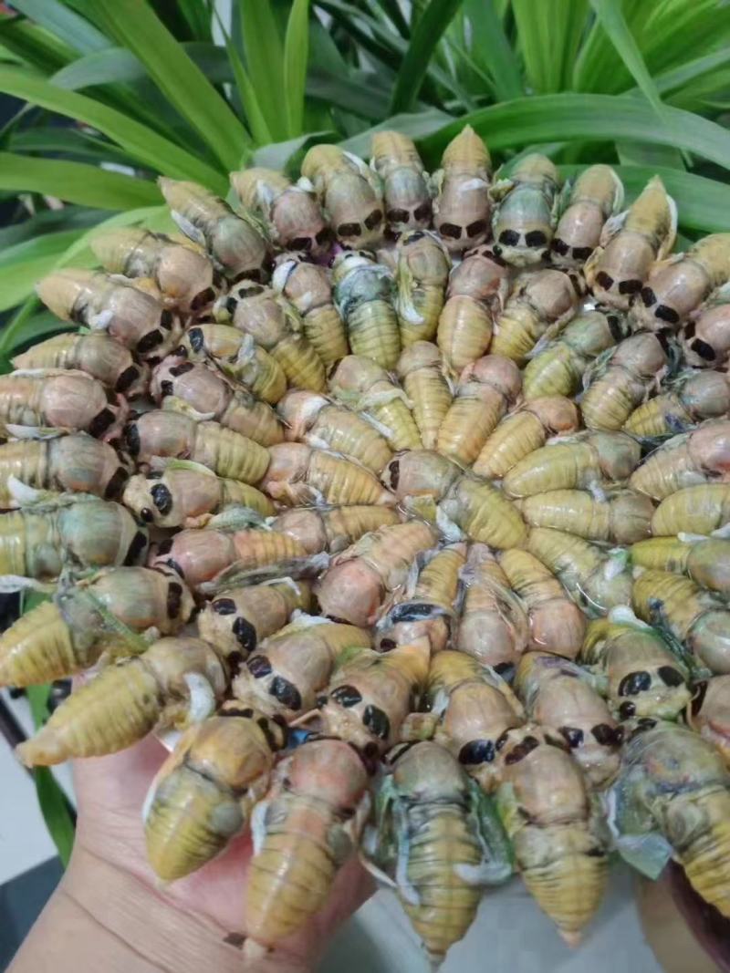 活体速冻瓶装，白蝉，白知了，脱壳金蝉保质保量