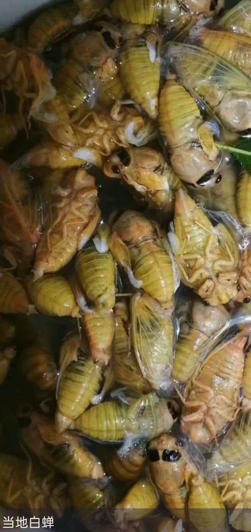 活体速冻瓶装，白蝉，白知了，脱壳金蝉保质保量