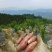 利川阳荷