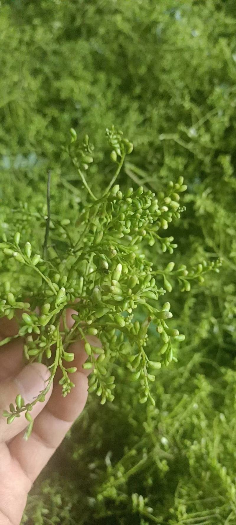 大别山优质精品黄槐米选货