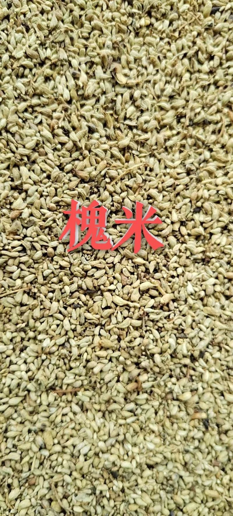 大别山优质精品黄槐米选货