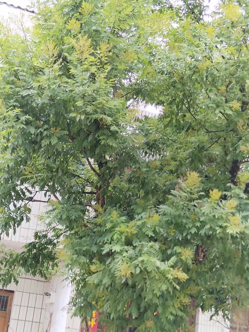 大别山优质精品黄槐米选货