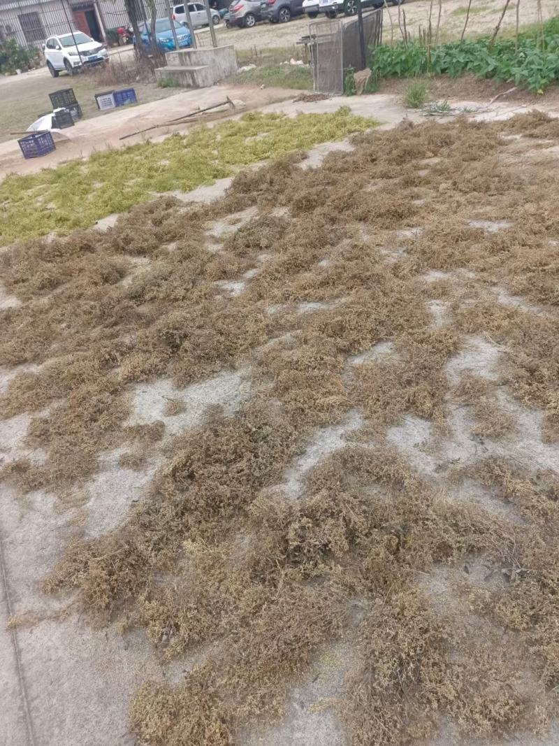 大别山优质精品黄槐米选货