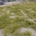 大别山优质精品黄槐米选货