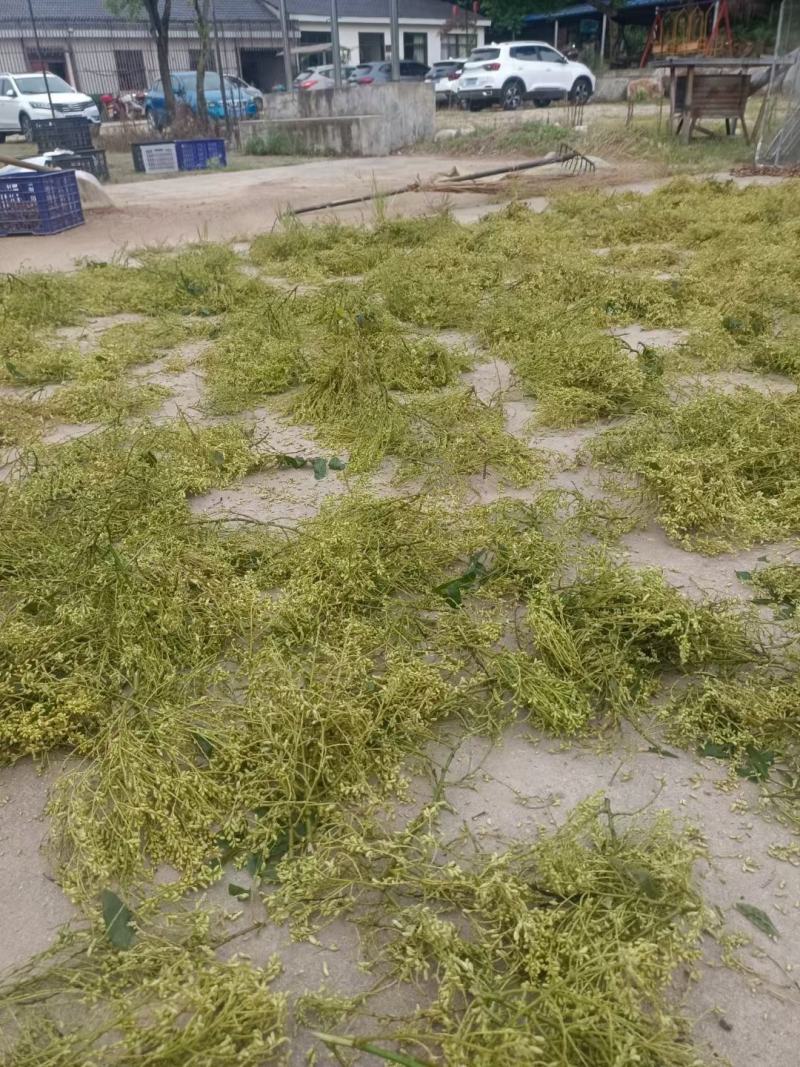 大别山优质精品黄槐米选货