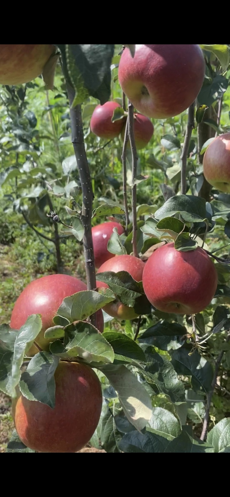 云南华硕苹果鲁丽苹果大量上市中