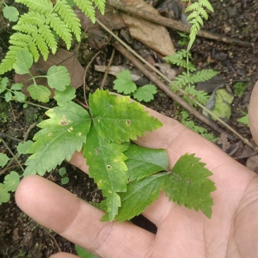 林下西洋参种子