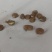 林下西洋参种子