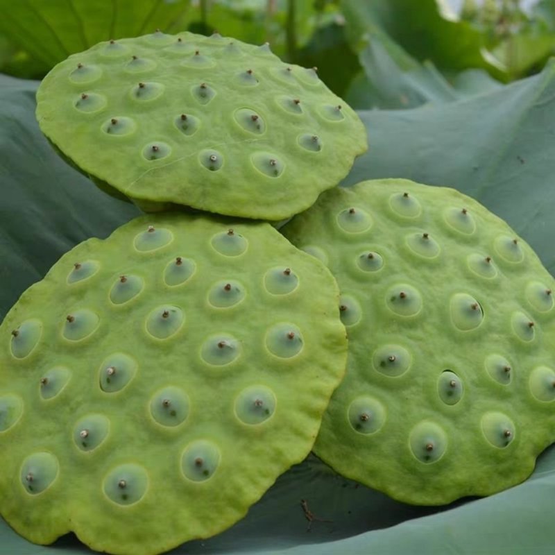 新鲜莲蓬