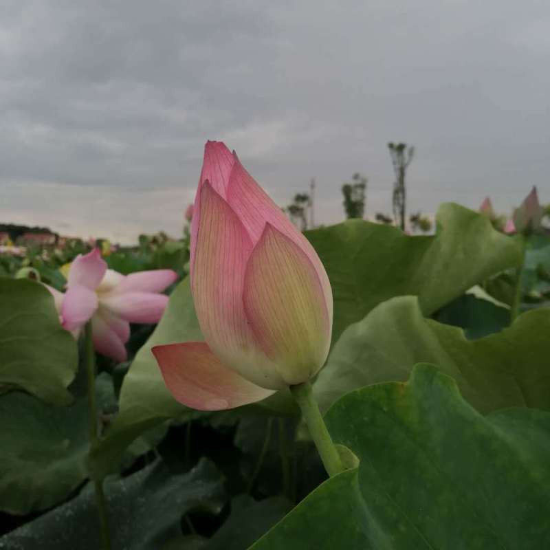 新鲜莲蓬