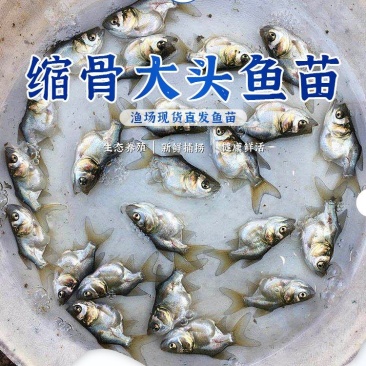 缩骨大头鱼