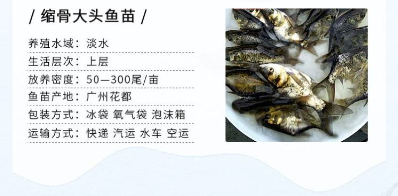 缩骨大头鱼