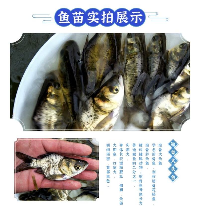缩骨大头鱼