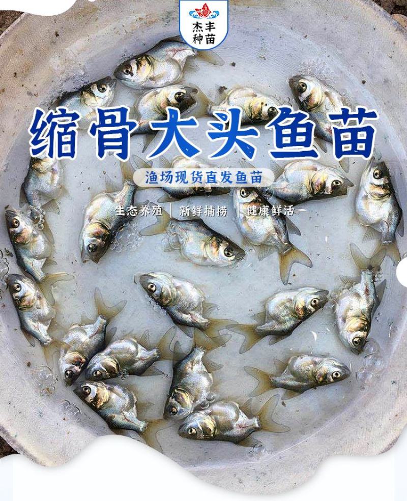 缩骨大头鱼